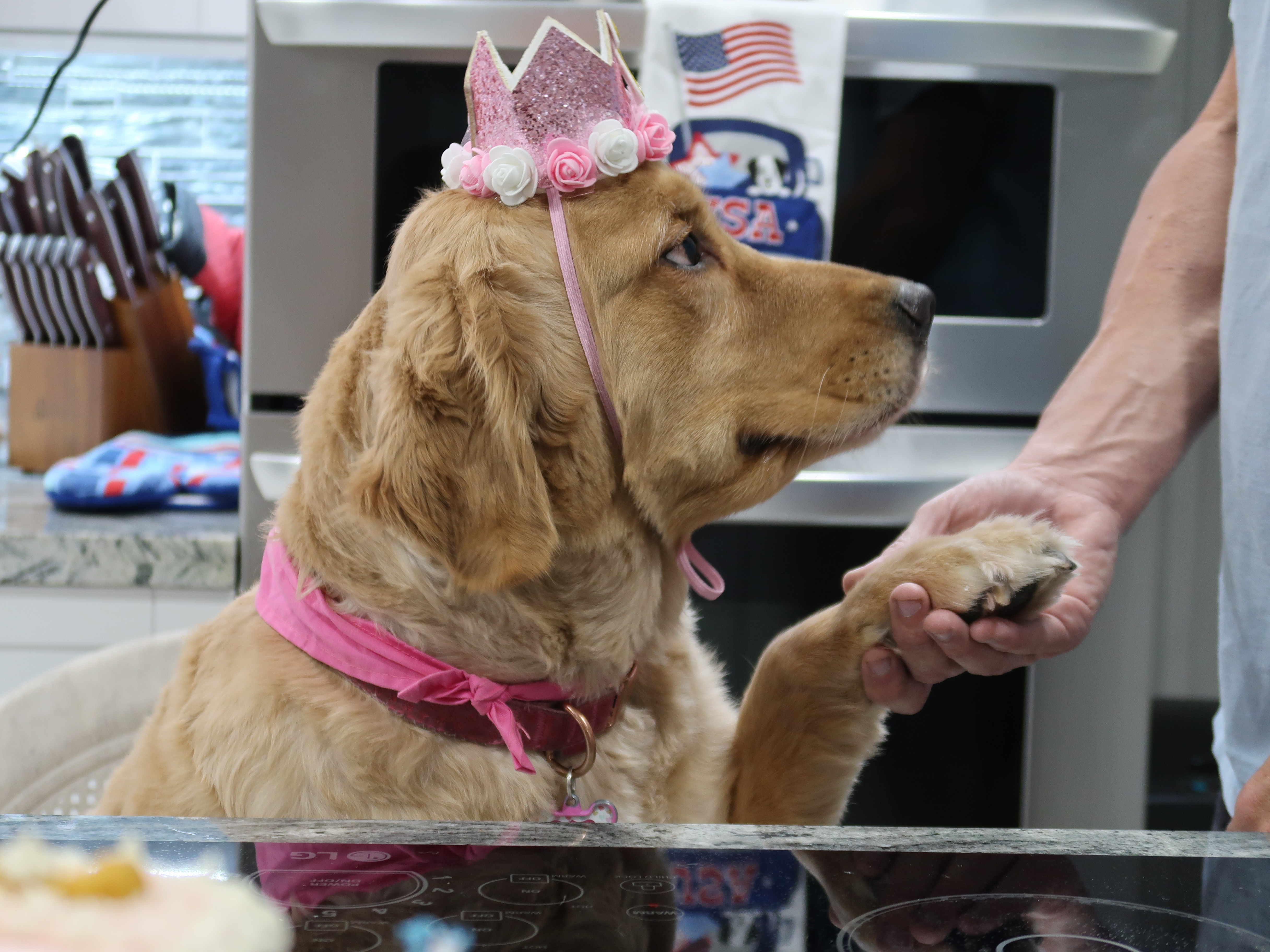 Golden retriever wearing a crown — pet photography