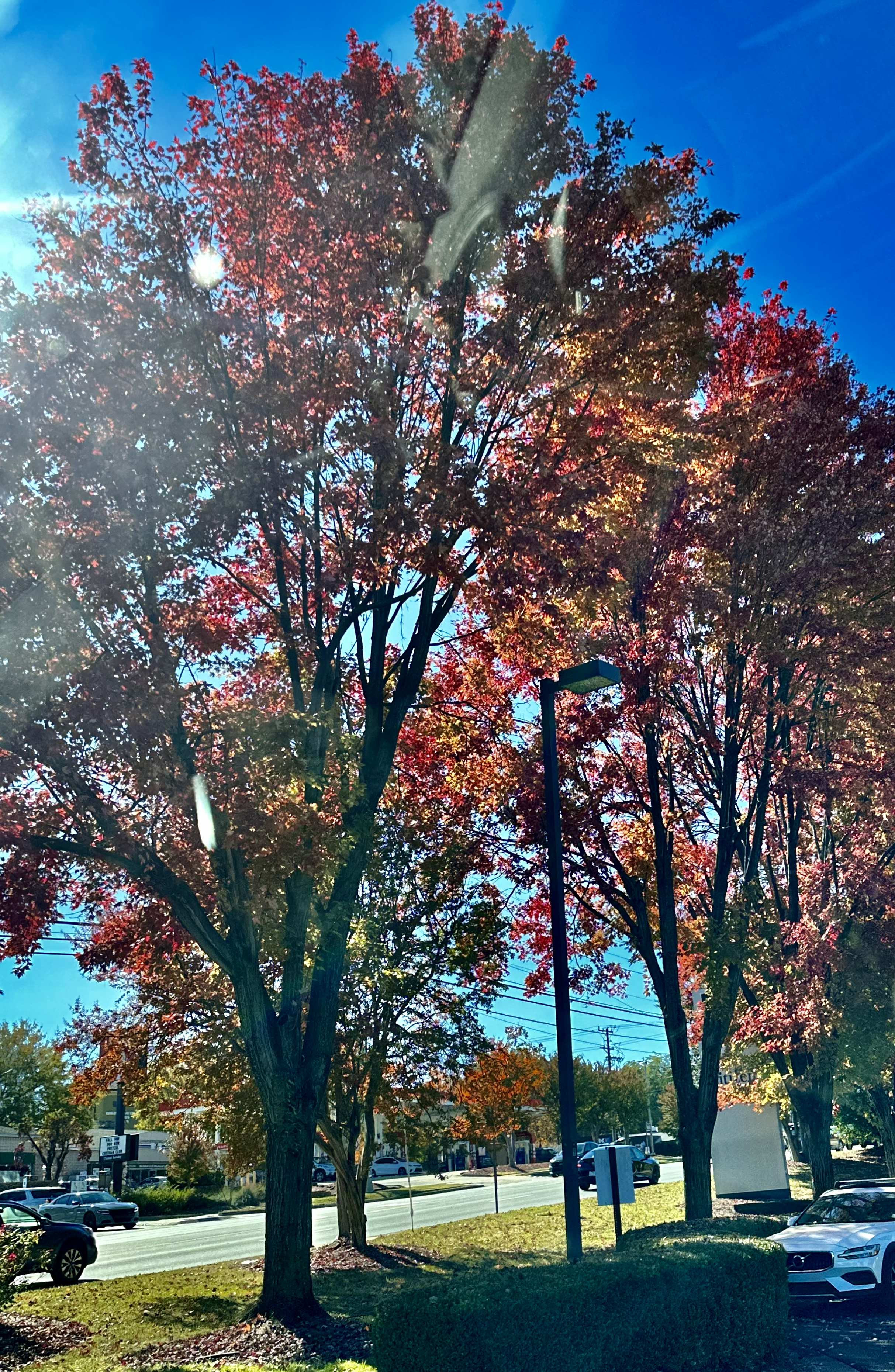 Autumn foliage — vivid reds and blues