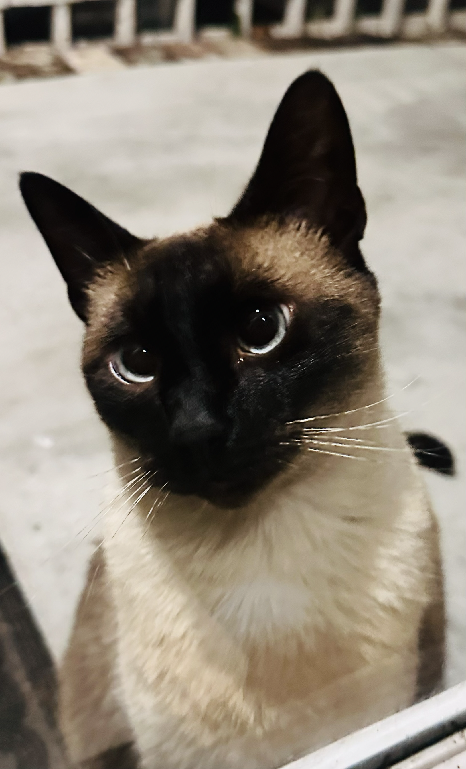 Siamese cat portrait — moody pet photography